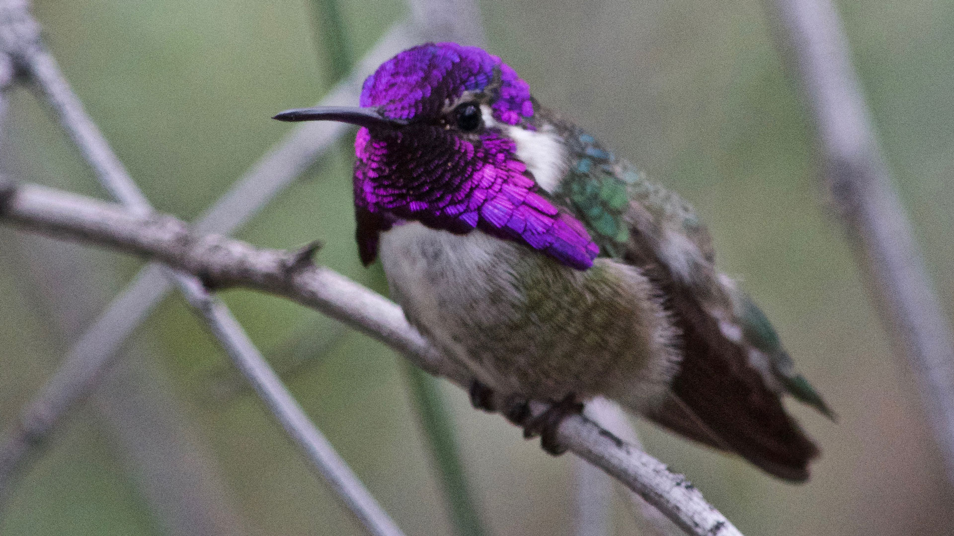 A Costa's hummingbird perches on a branch. 