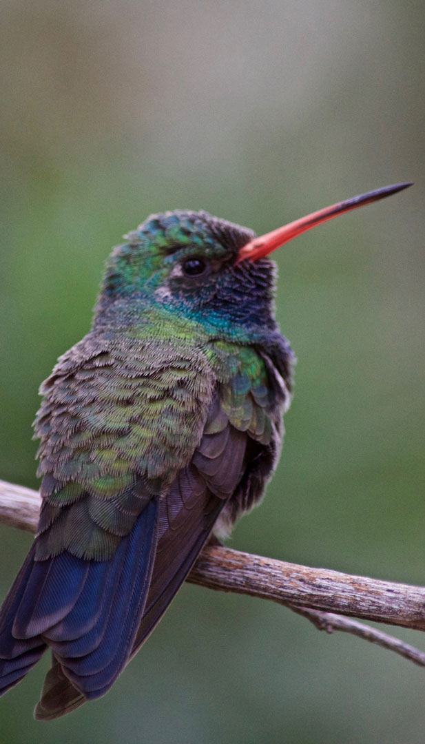 Broad-billed hummingbird