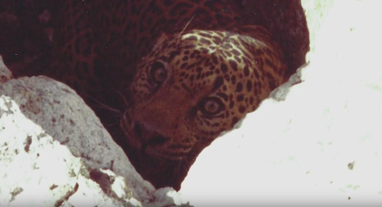 Jaguar that rancher Warner Glenn encountered and photographed in 1996.