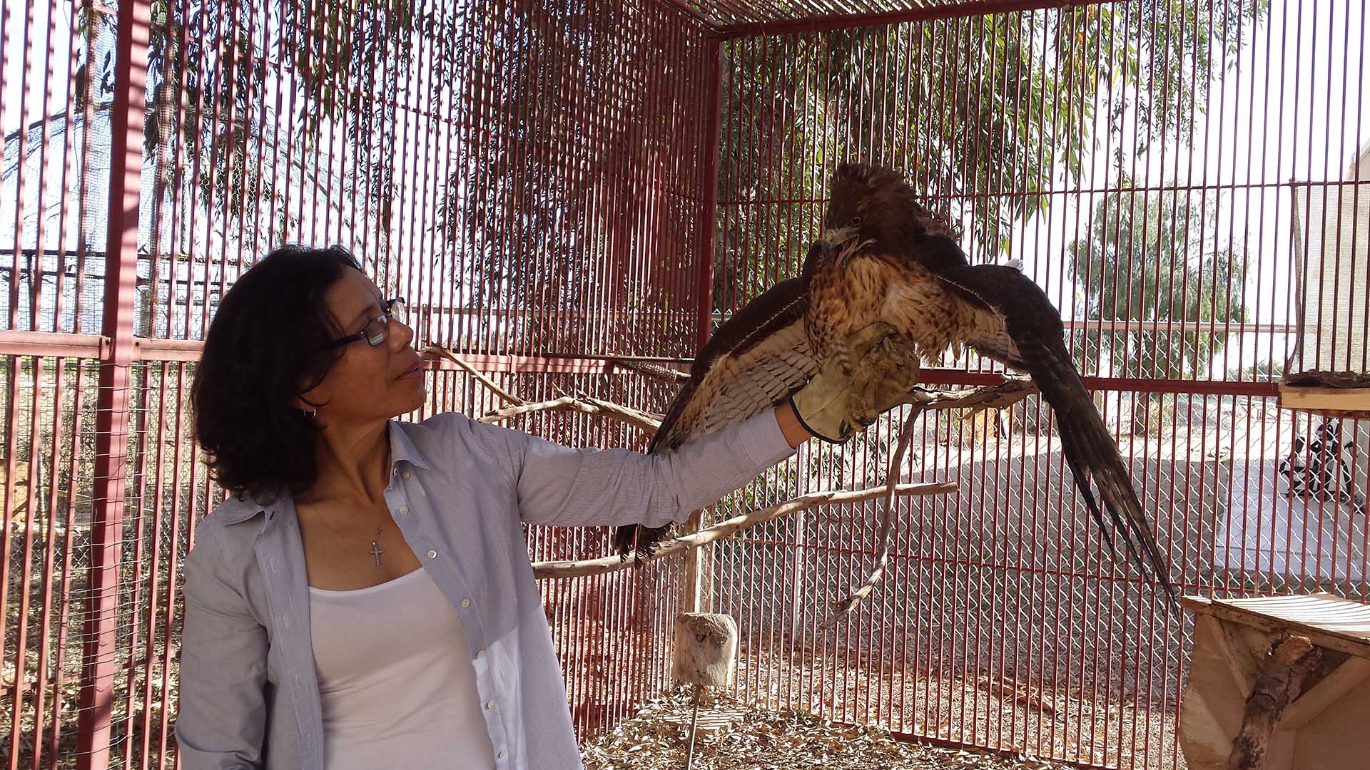 Arizona Game and Fish volunteer Cecilia Vigil holds an injured red-tailed hawk at the Arizona Western College campus aviary.