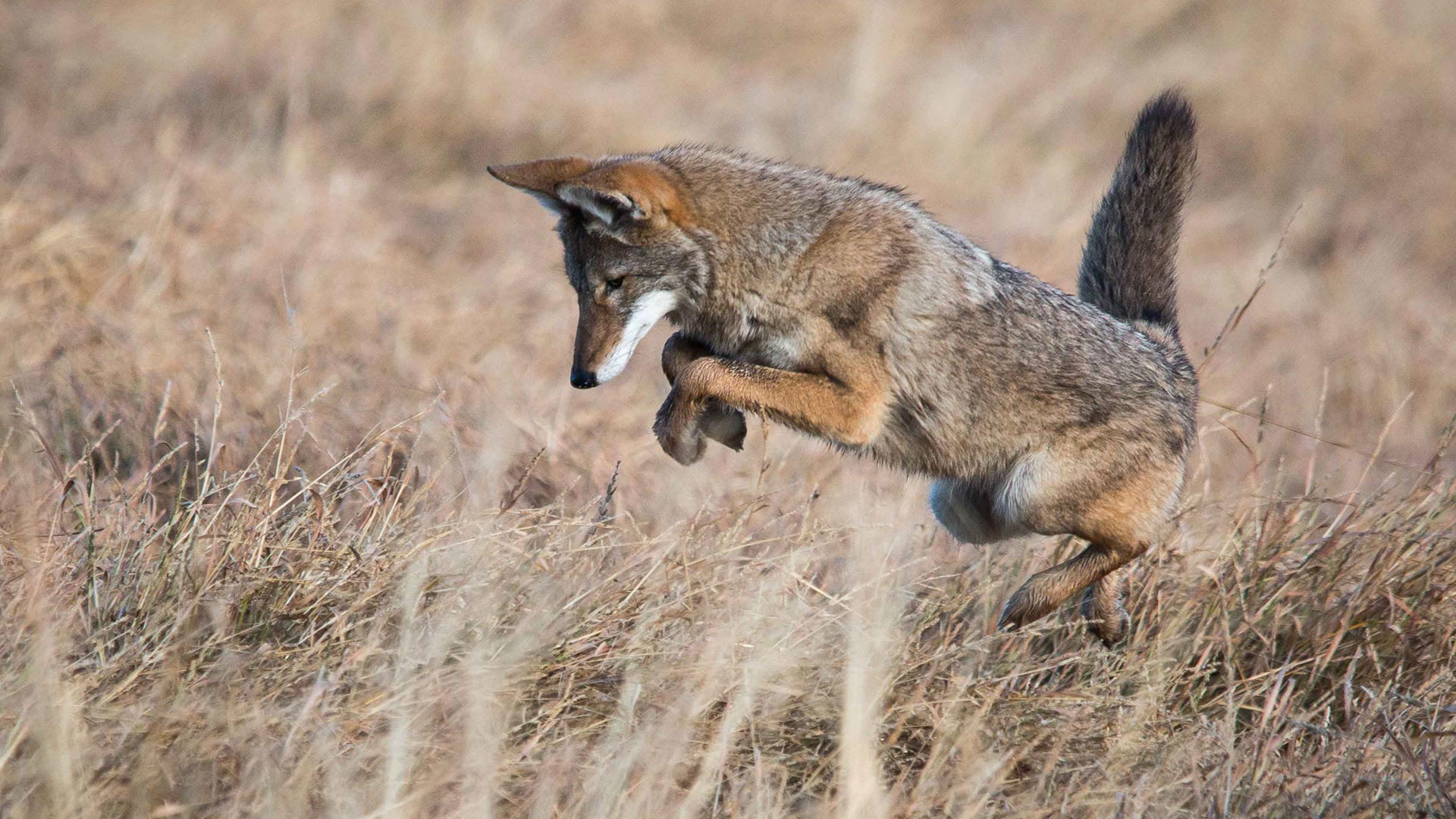 coyote hero