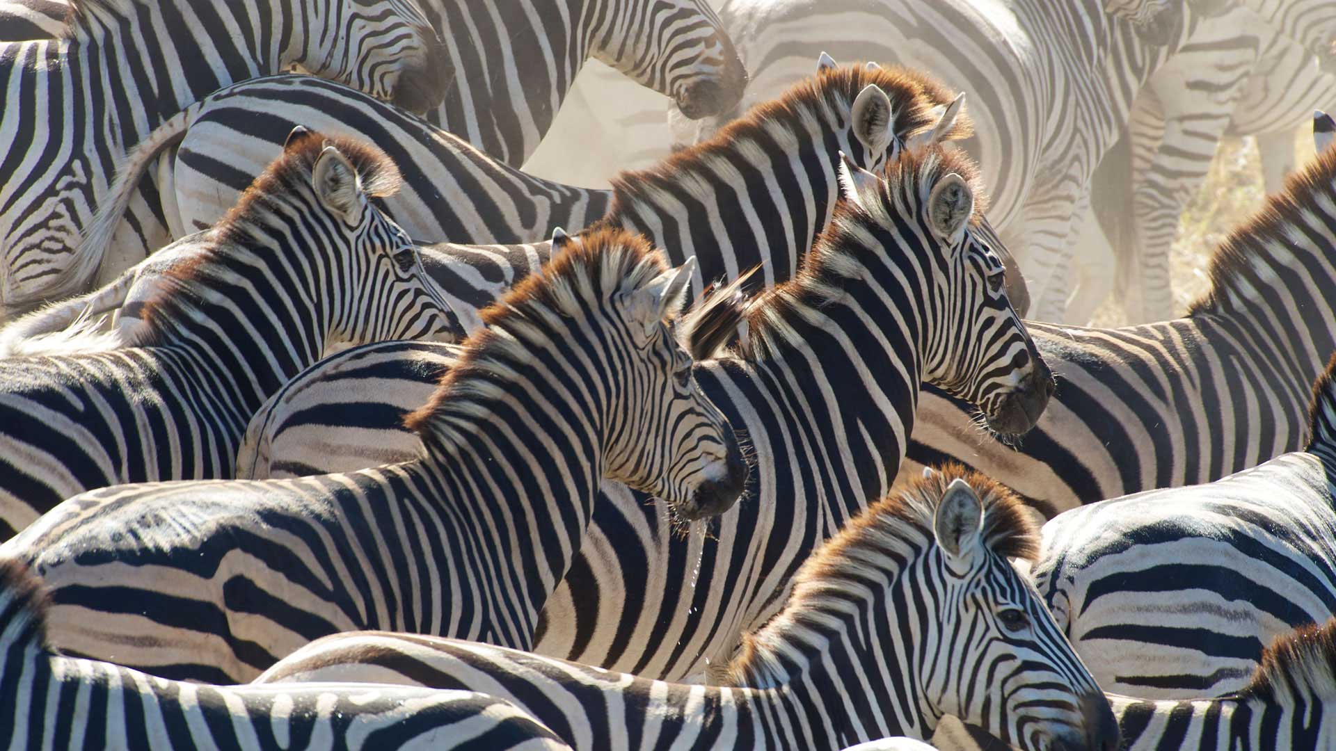 Accompany 20,000 zebras on their annual migration across the Kalahari.
