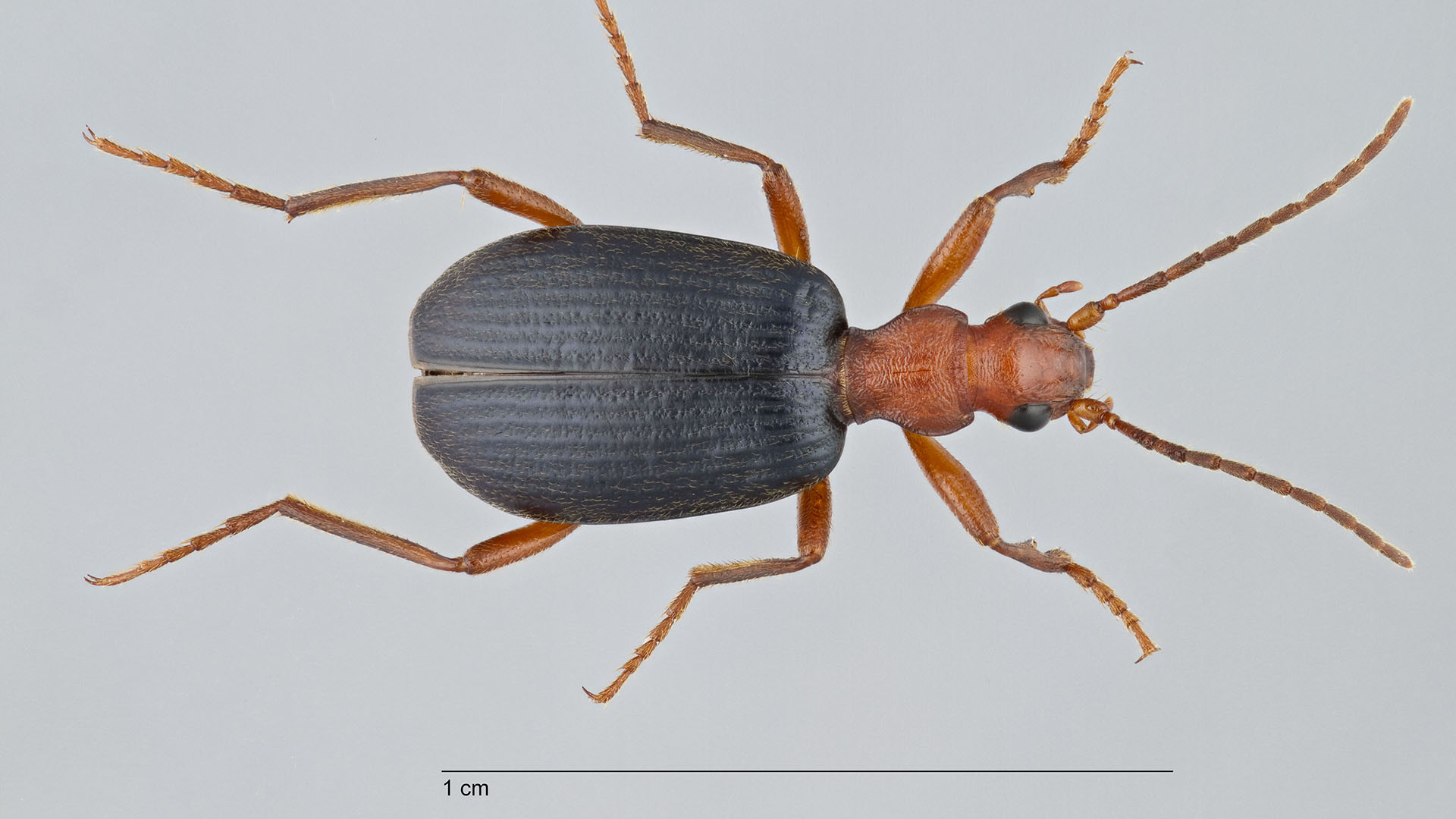 Bombardier beetle (Brachinus elonatulus) dorsal view.