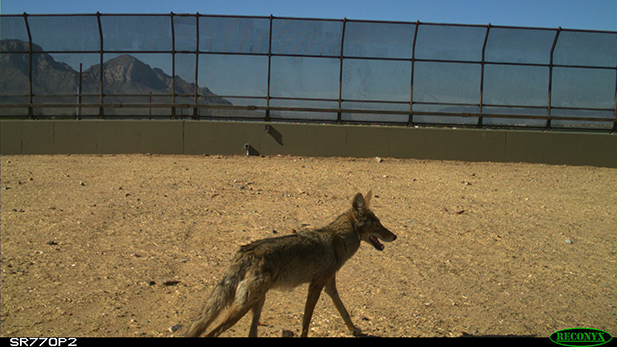 coyote oracle overpass spotlight