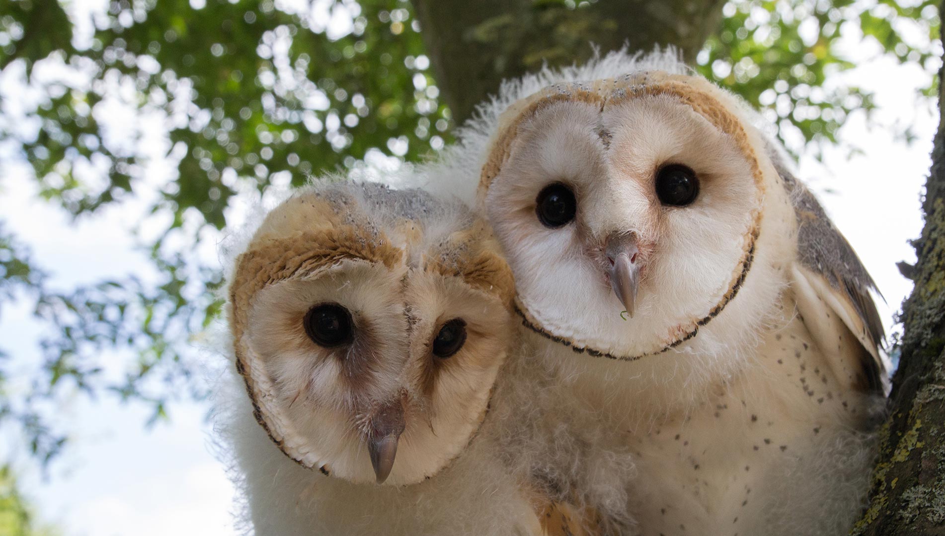 Barn owl chicks Luna and Lily sitting in a tree.