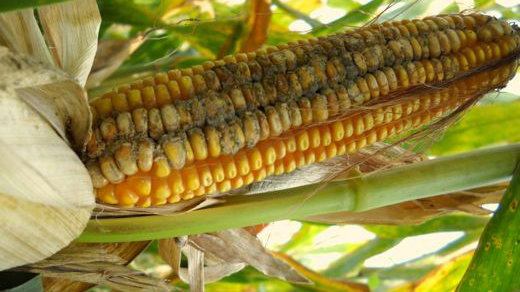 Alfatoxins on an ear of corn.