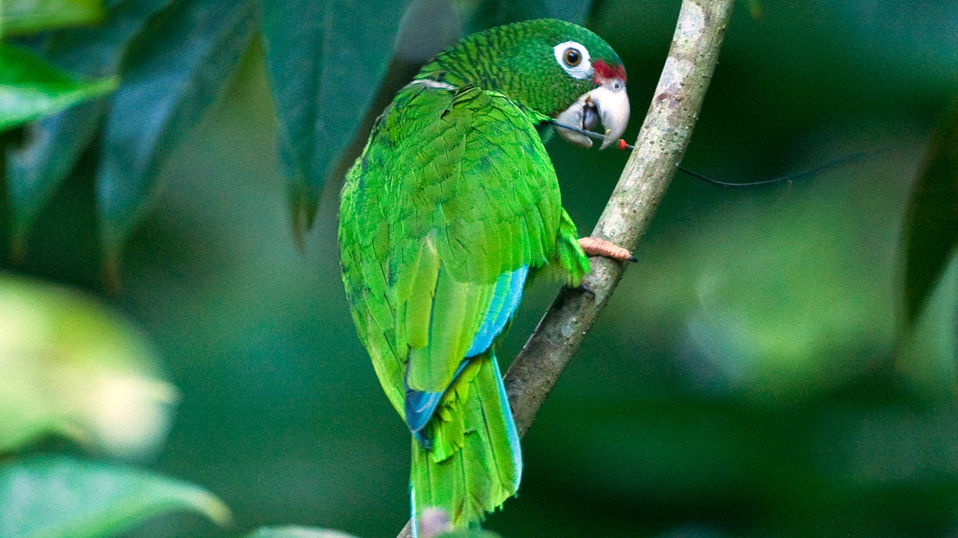 Puerto Rican parrot in the wild.