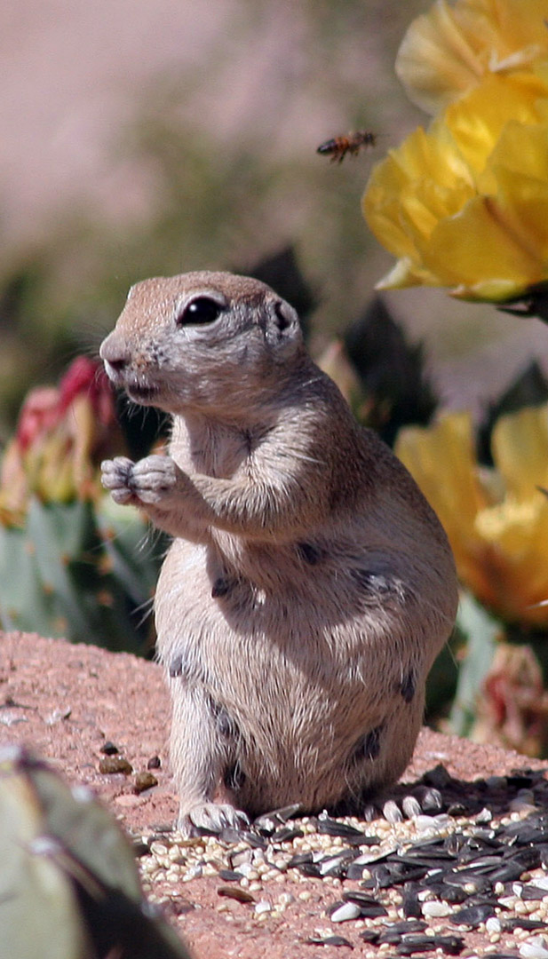 Desert Ground Squirrel