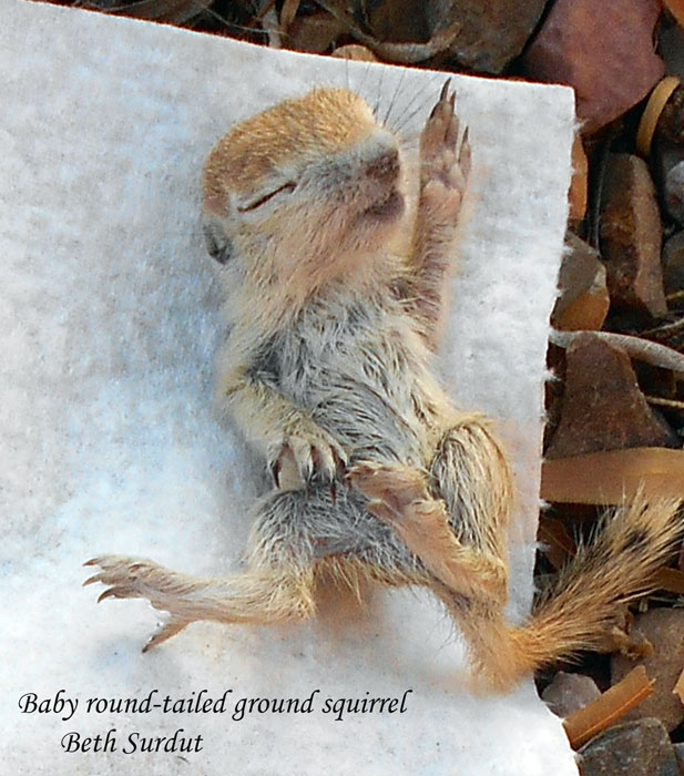 deceased baby ground squirrel