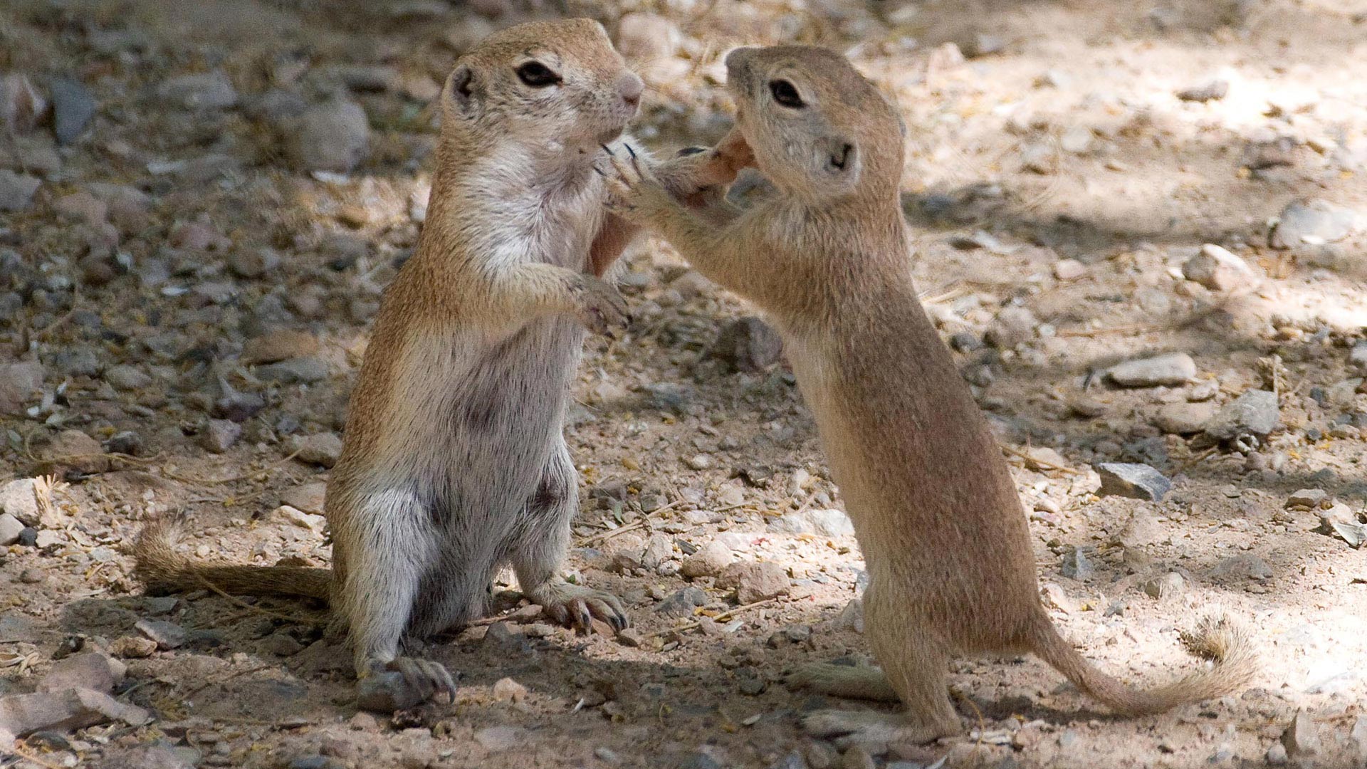 ground squirrels standing together