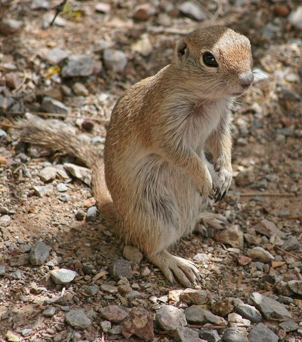 ground squirrel on hind legs unsized spotlight