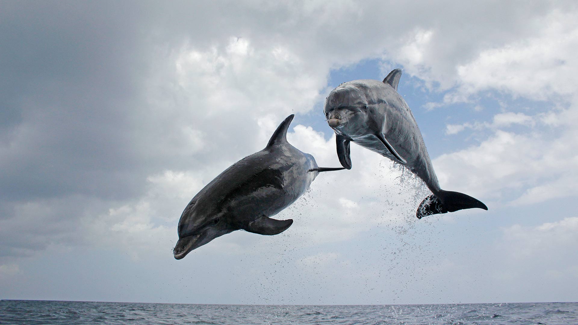 Jumping pair of bottlenose dolphins.