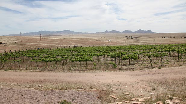 Winery grounds