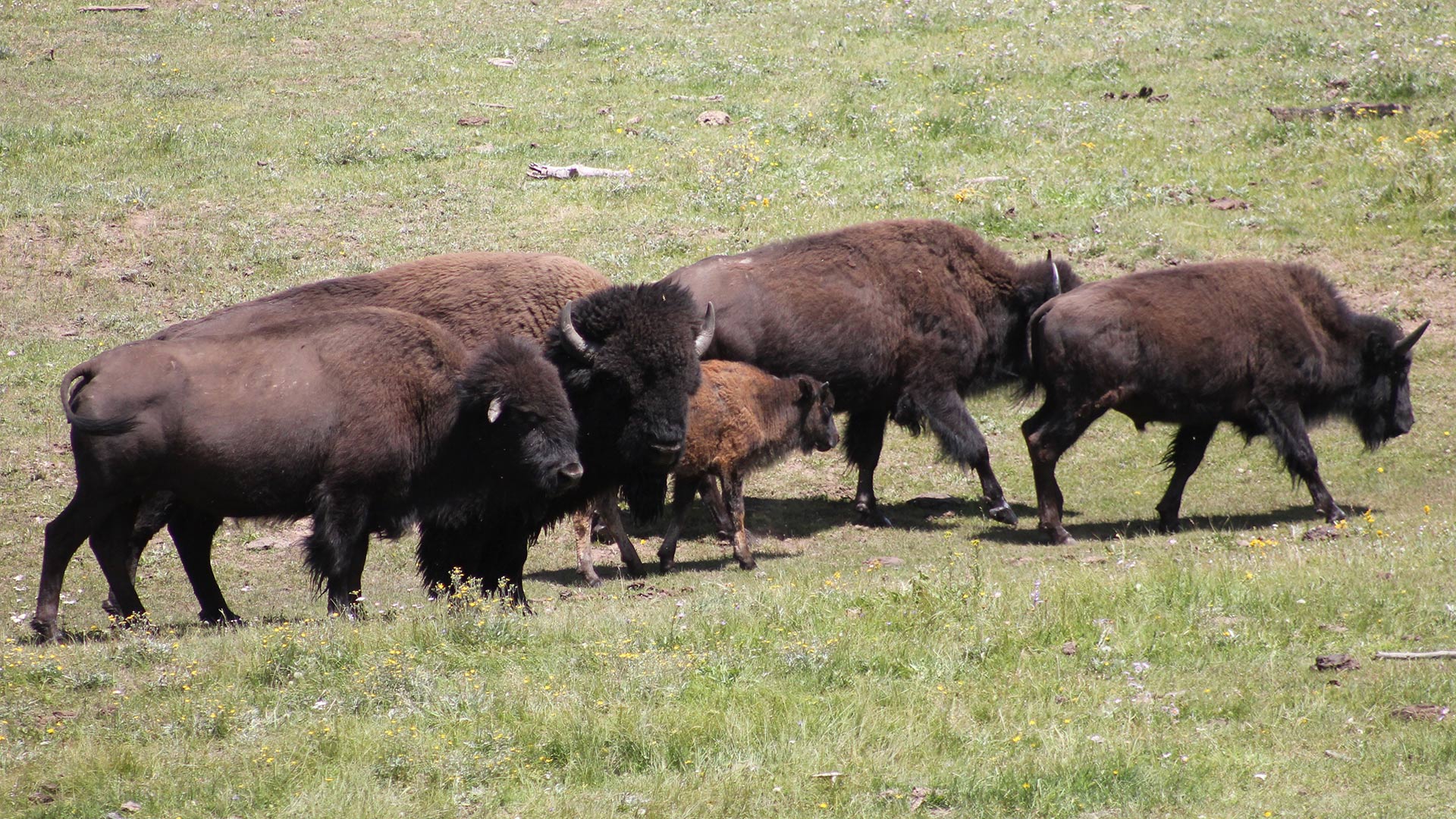 Bison living in Grand Canyon National Park don't have any predators, officials say. 