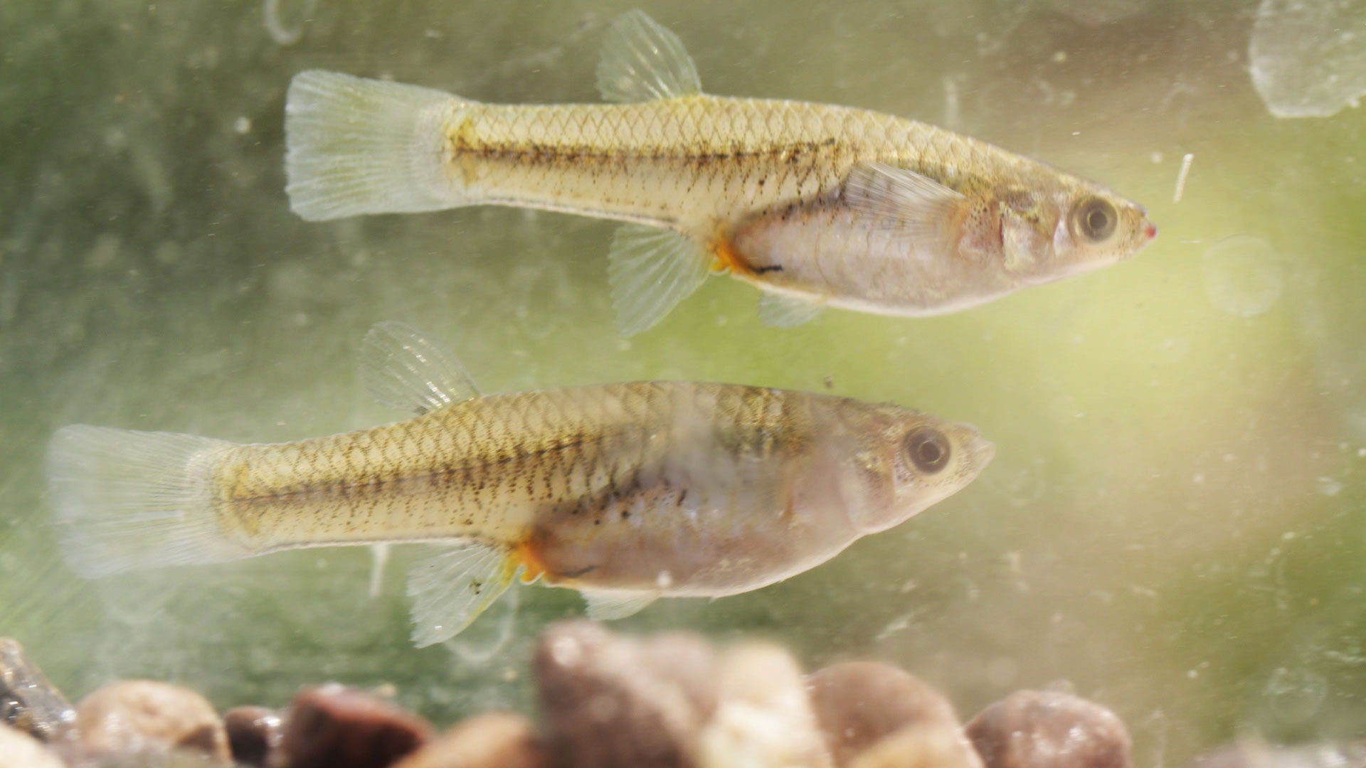 Female Gila topminnows (pictured here) grow to approximately 2 inches and males are about half as big. 