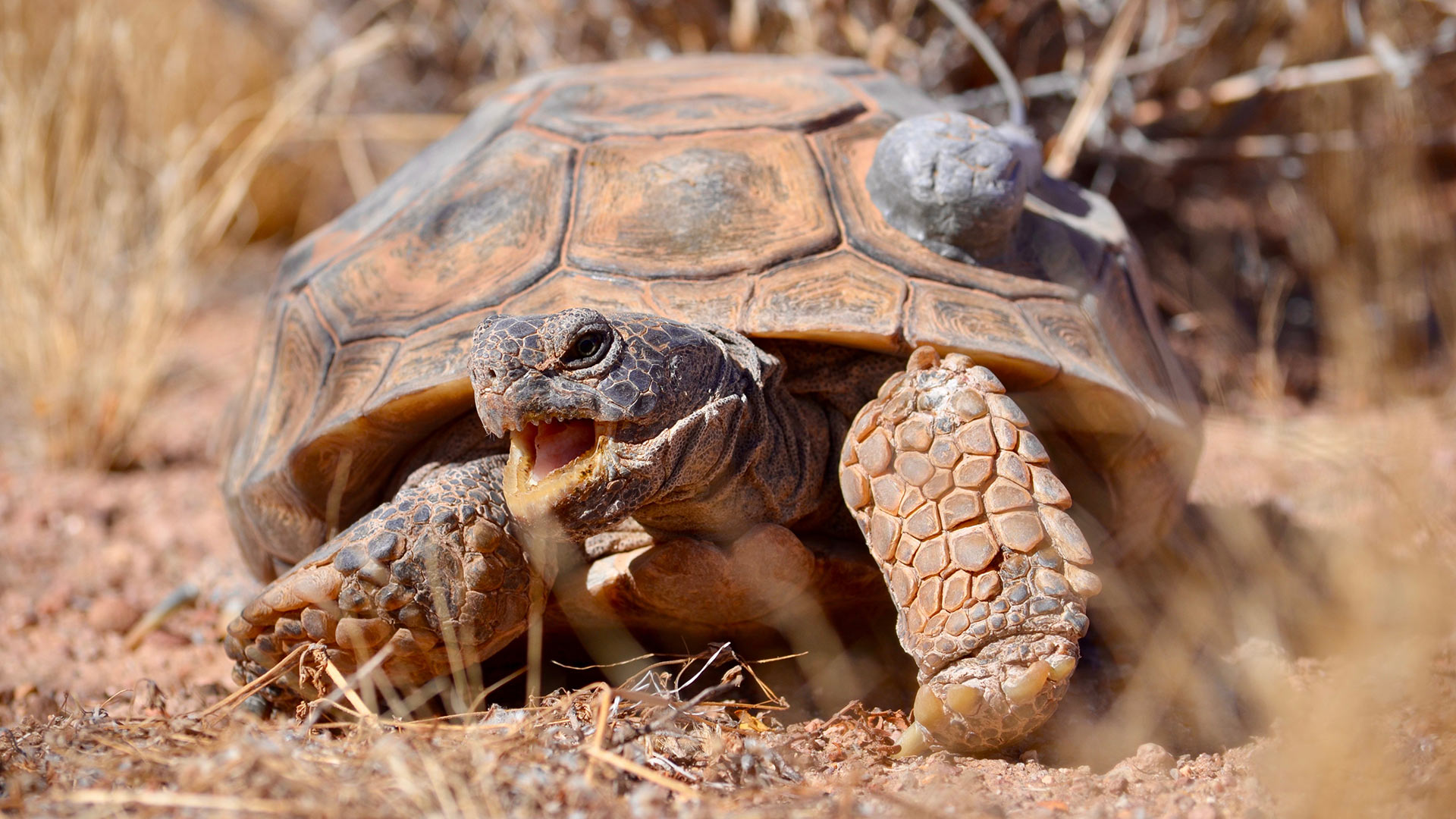 Mojave Desert Tortoise hero