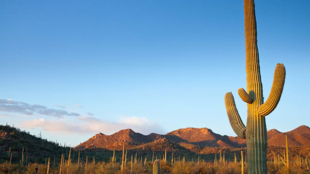 Saguaro National Park, Tucson Mountain Division