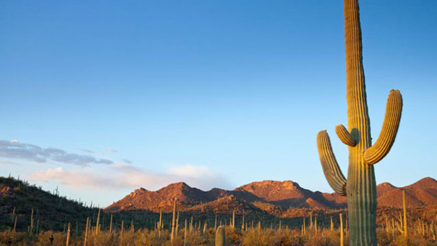 Saguaro National Park