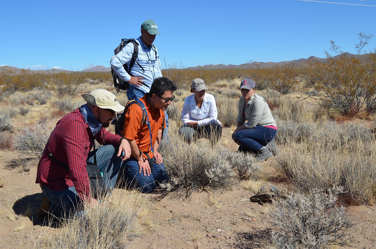 Researchers study mojave desert tortoise