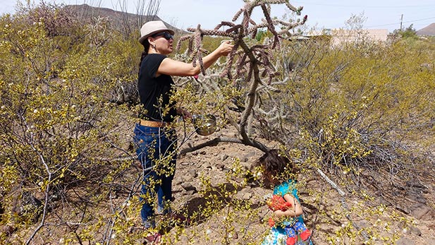 Cholla bud harvest 5