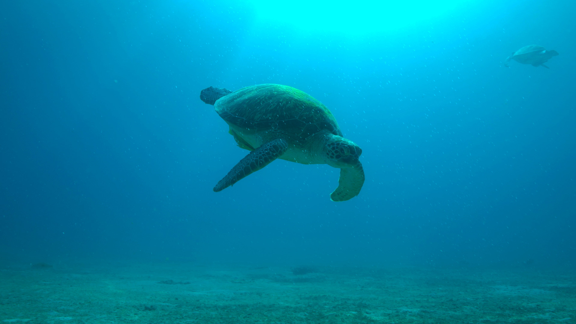 Green sea turtle diving at Coron, Palawan, Philippines.
