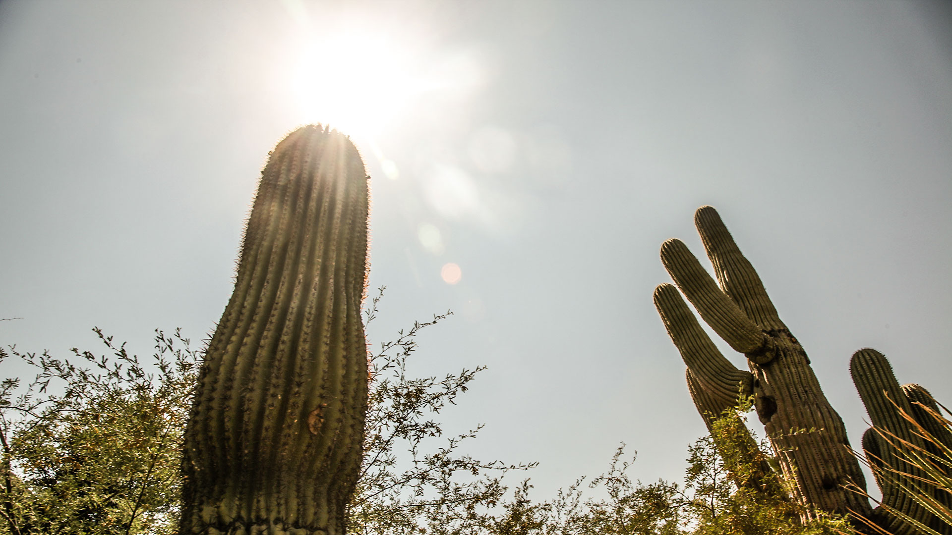 Hot heat sun temperature cactus saguaro