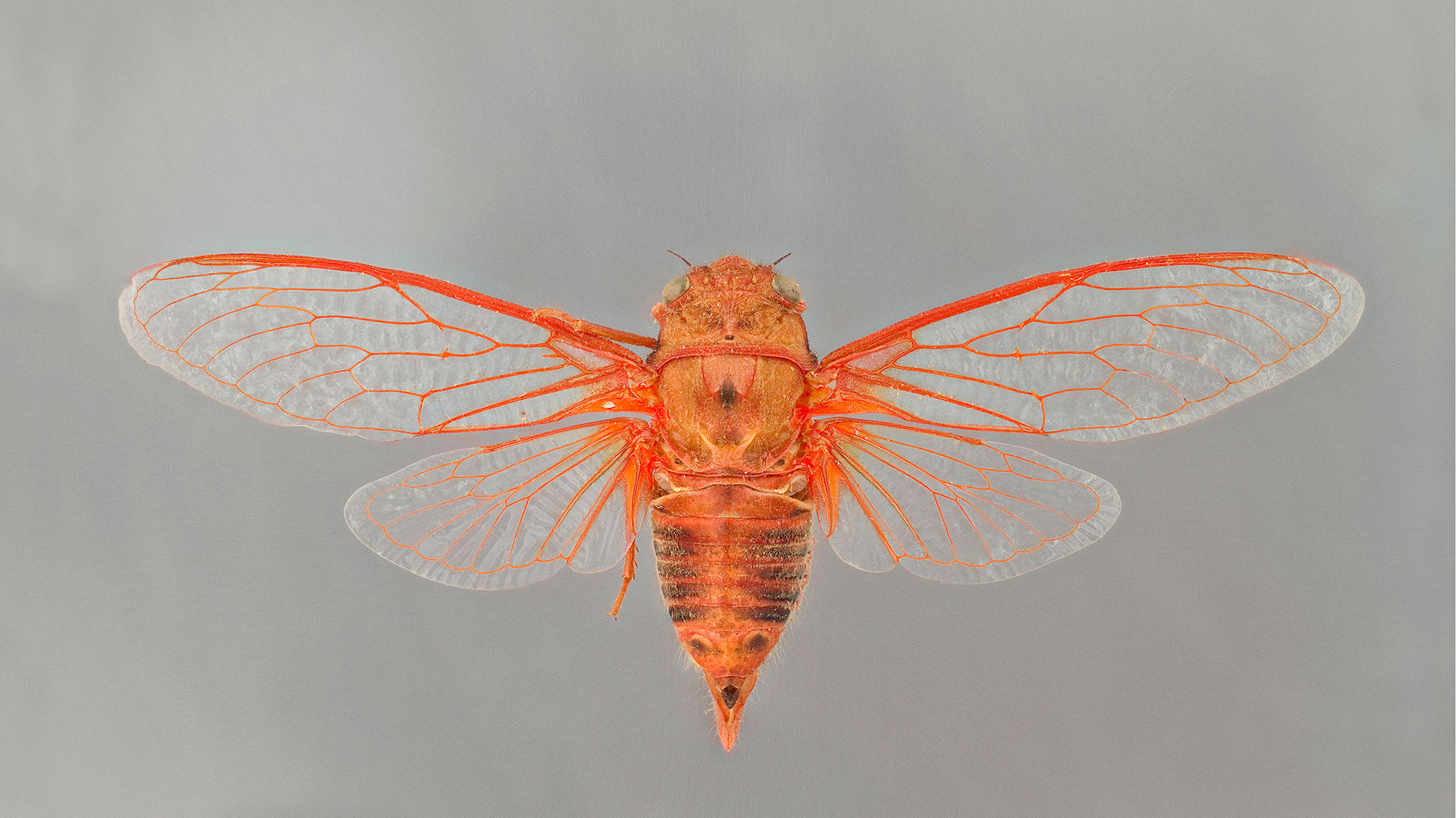 Okanaga rubrovenosa is one of the most prominent cicada species found in the Southwest U.S.