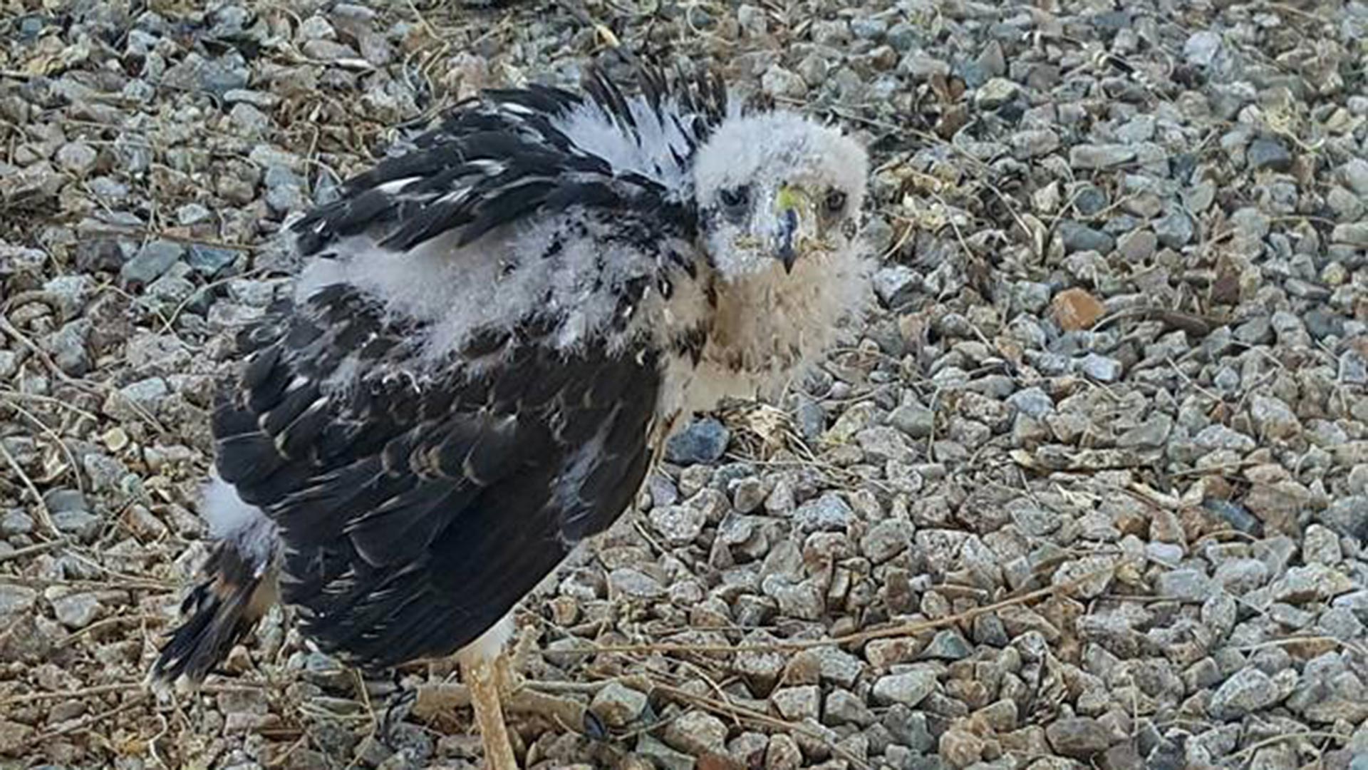 A juvenile Cooper's hawk on the ground in Tucson.