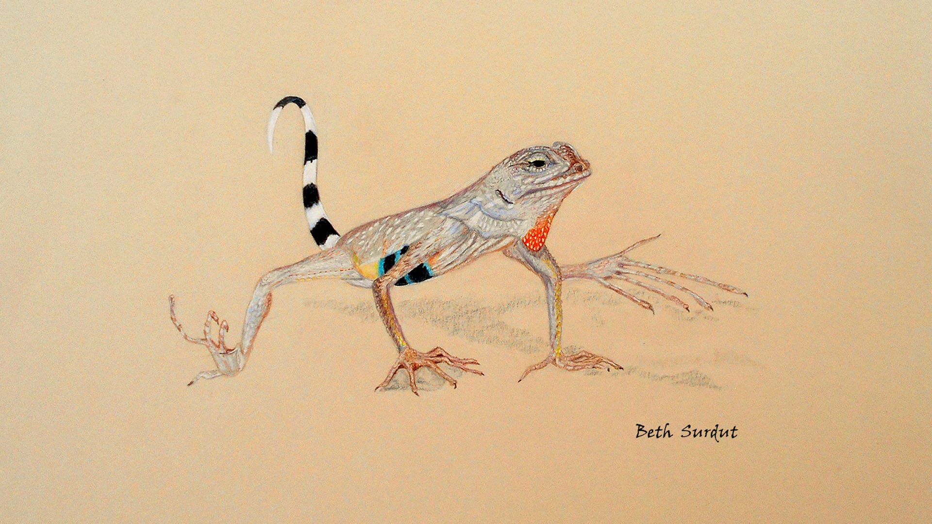 beth surdut zebra tailed lizard illustration hero