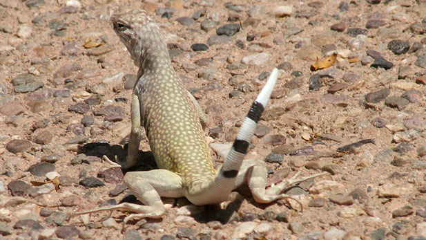 zebra tailed lizard photo spotlight