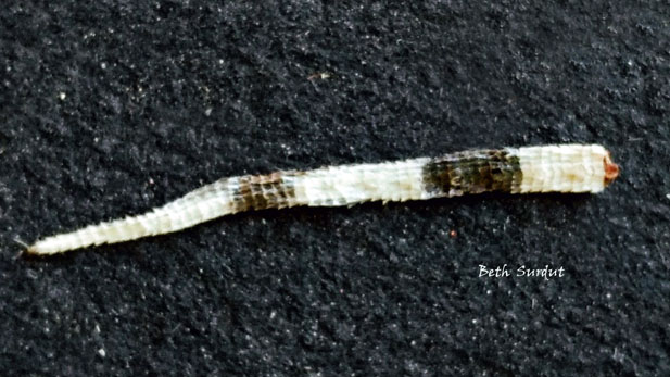 zebra tailed lizard tail tip spotlight