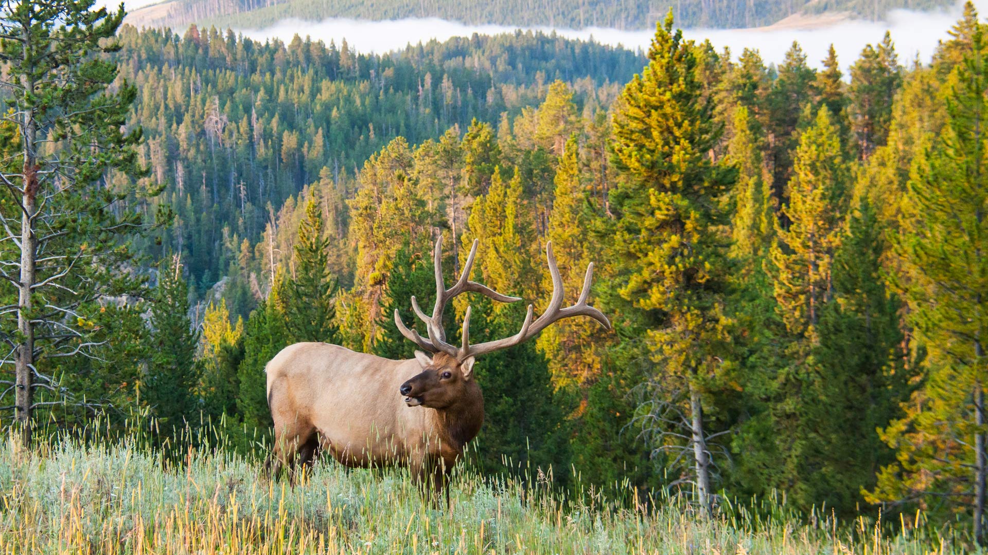 Yellowstone Thaw Ep 2. Elk hero