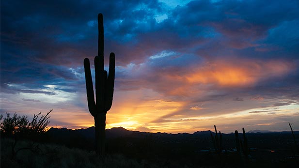 A lone saguaro silhouetted against the sunset on Tumamoc Hill.