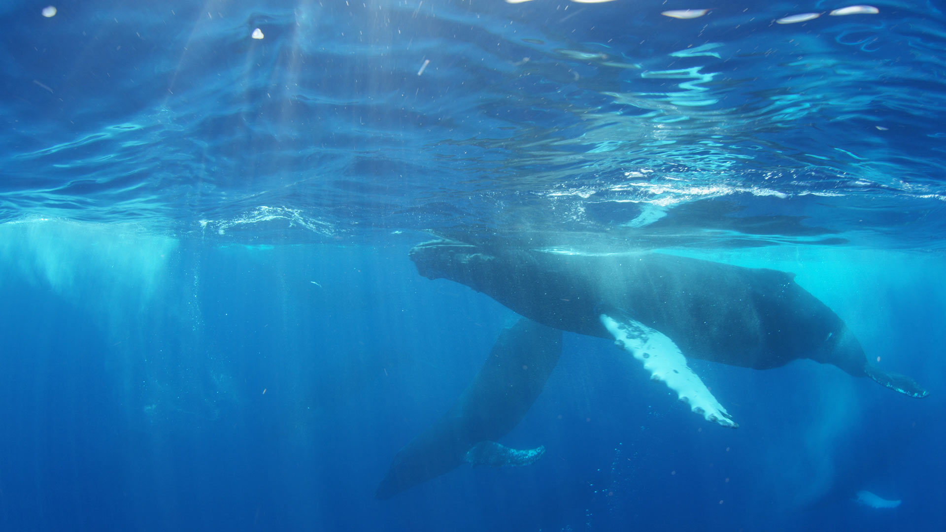 Humpback whales during heat run at Lahaina, Hawaii, USA.