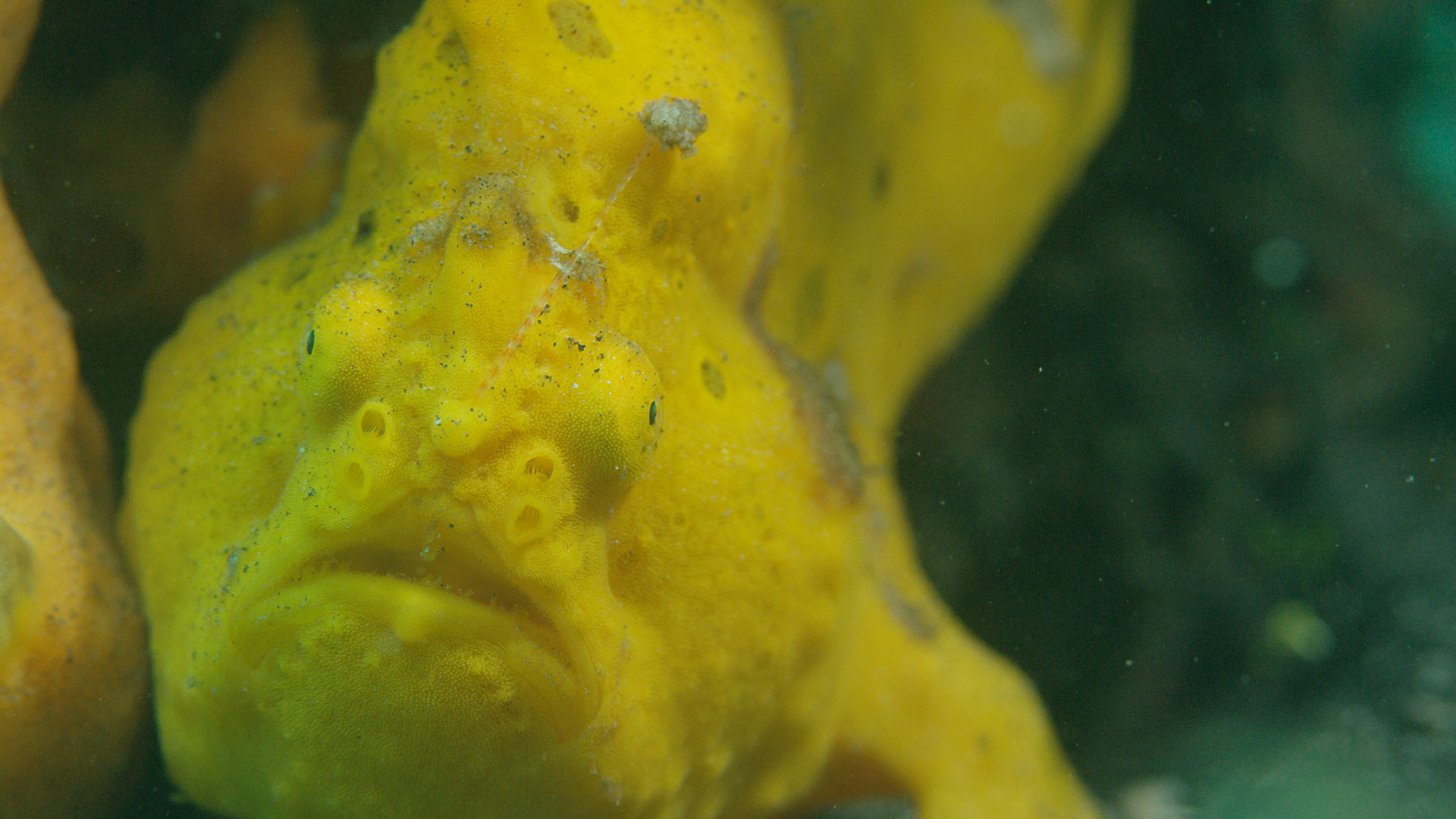 Big Pacific Violent yellow frog fish hero