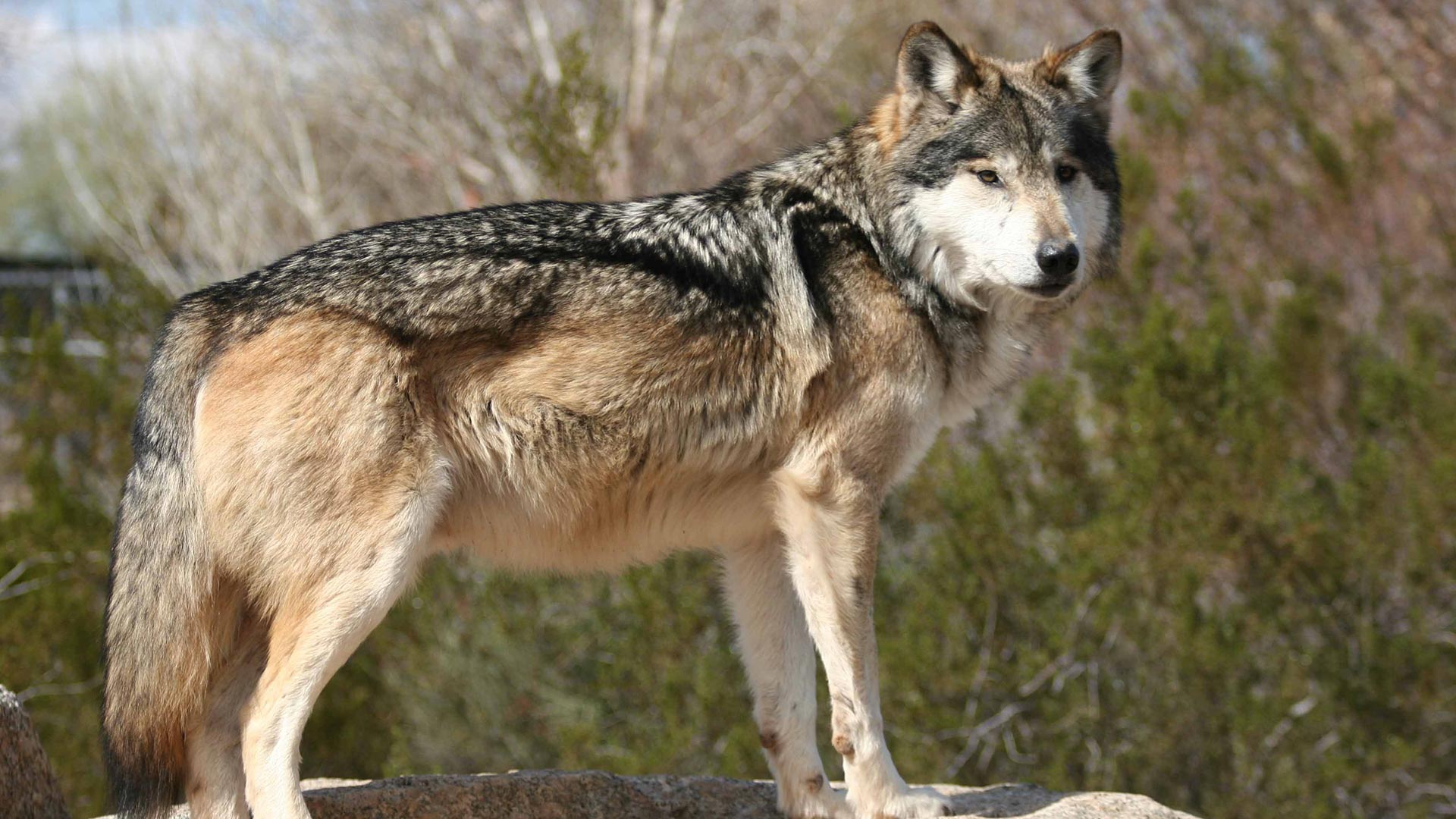 Mexican wolf.