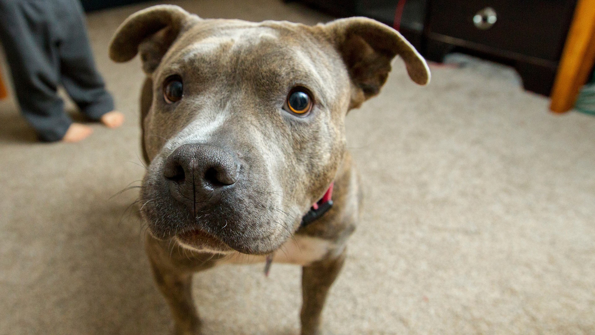 A dog with the Pima Animal Care Center. 