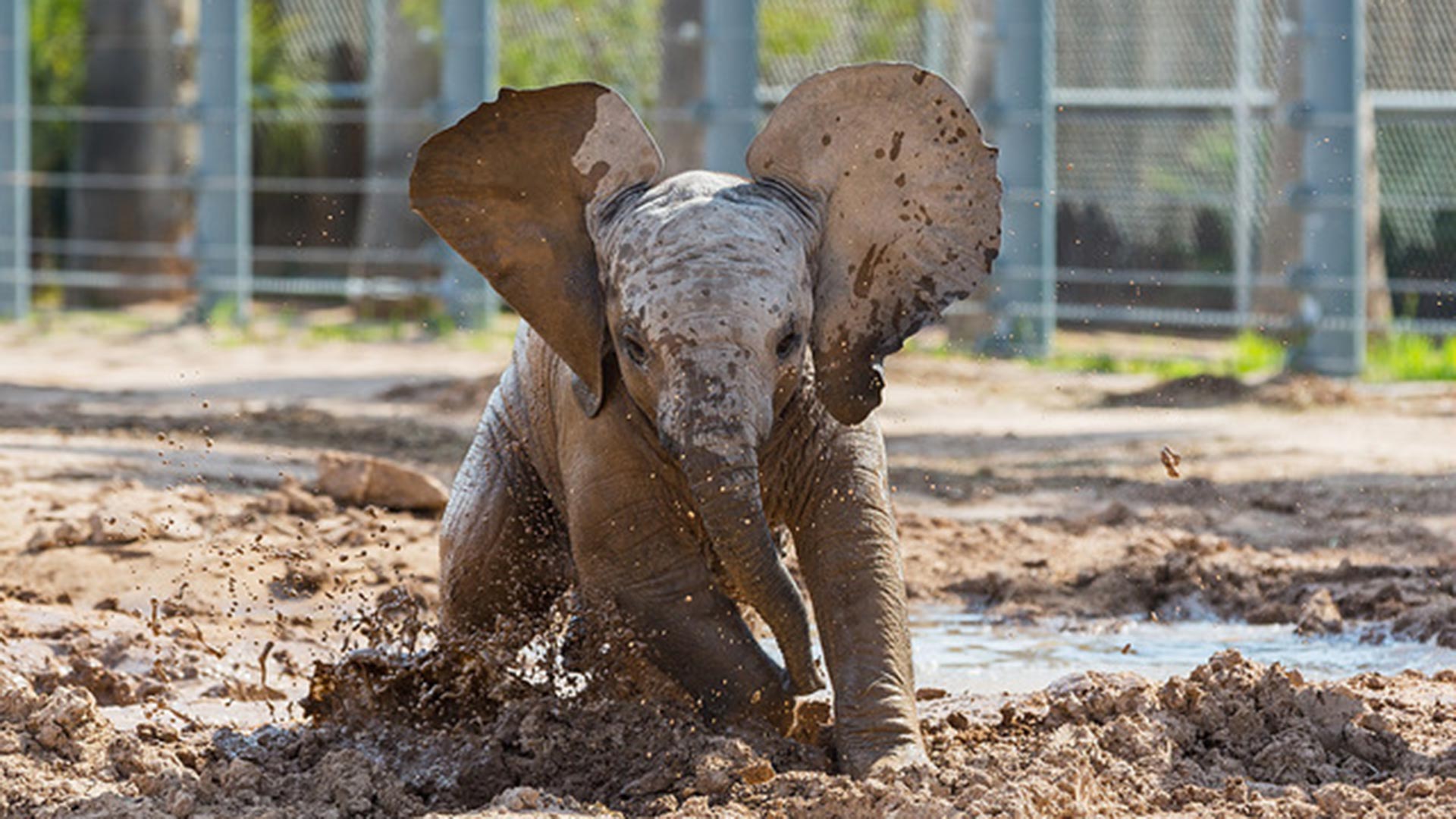 An elephant charges through the mud at Reid Park Zoo.