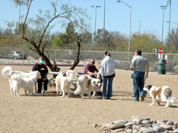 Udall Park Dogs