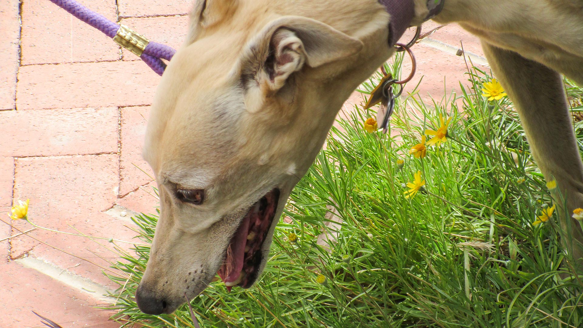 Enjoying the grass at the Tucson Botanical Gardens.