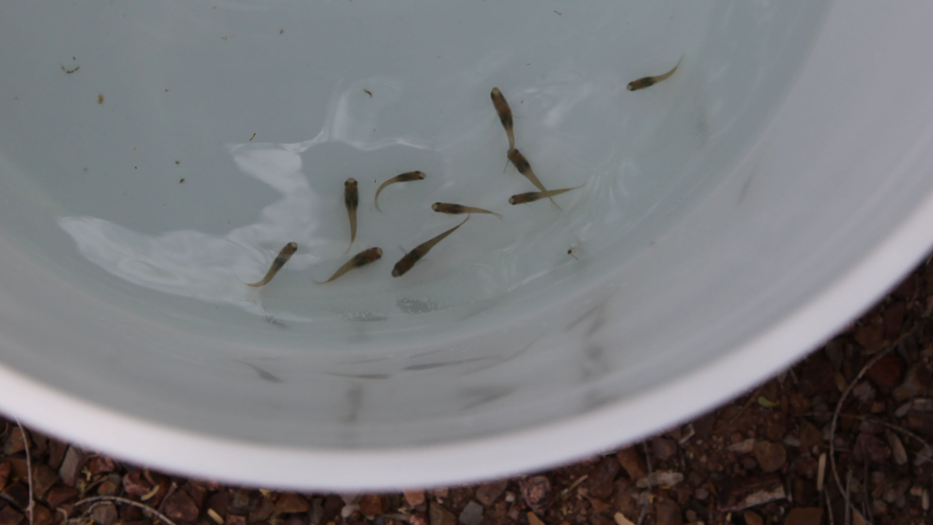 The Gila topminnows are bred in two county aquariums and transported in an aerated bucket.
