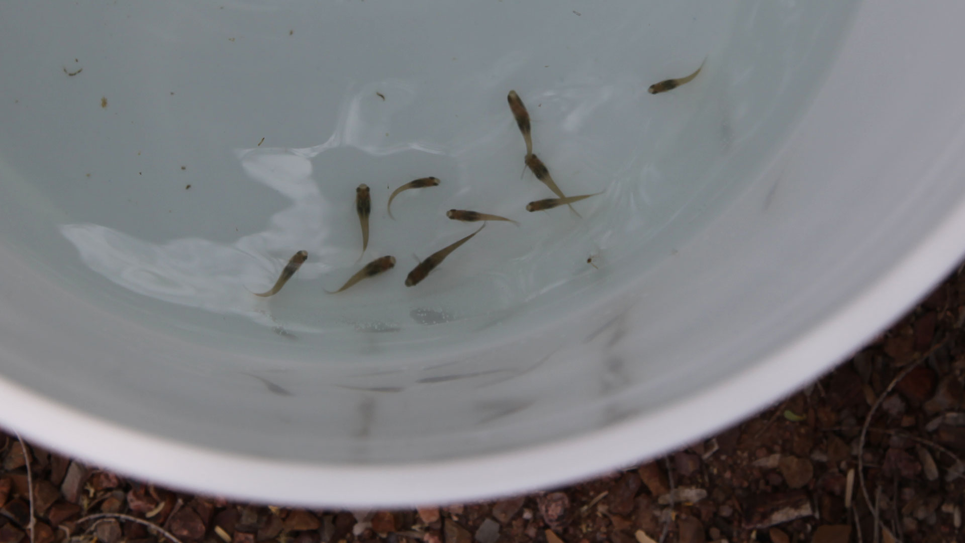 Topminnows in bucket