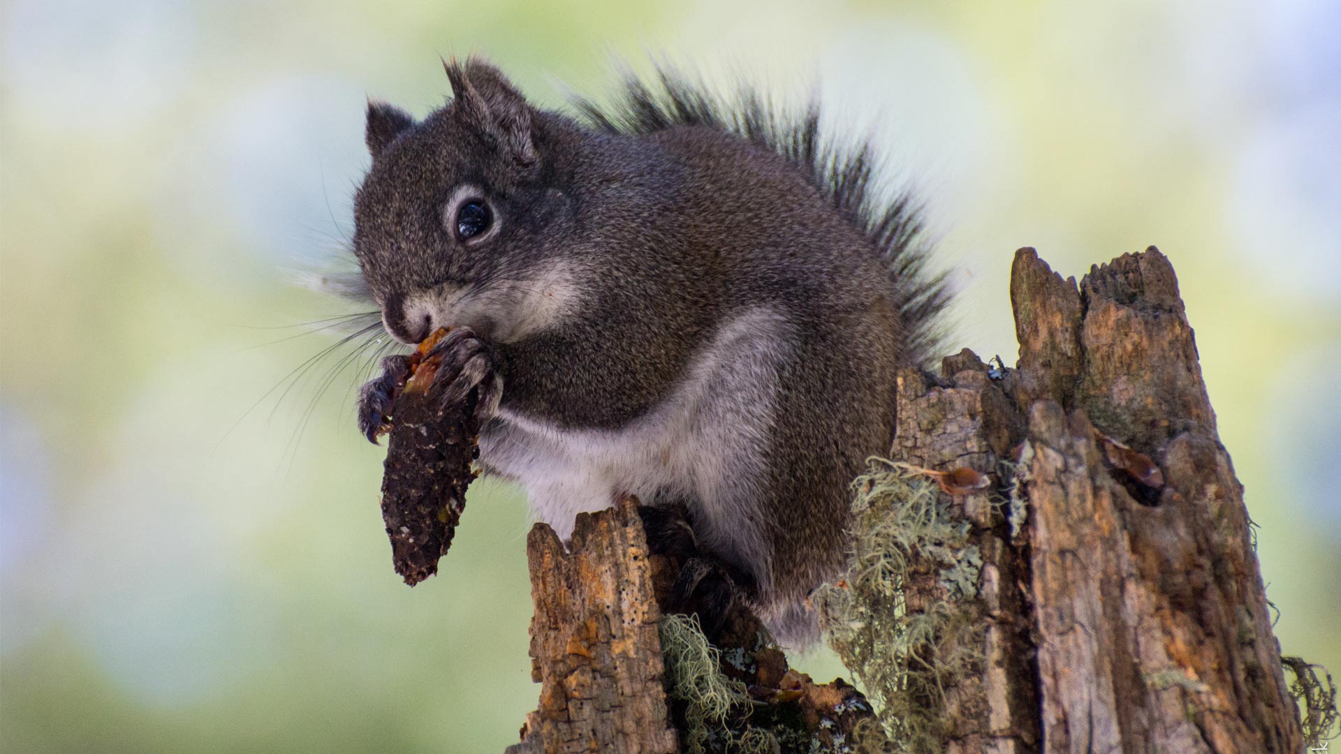 A Mount Graham Red Squirrel. 