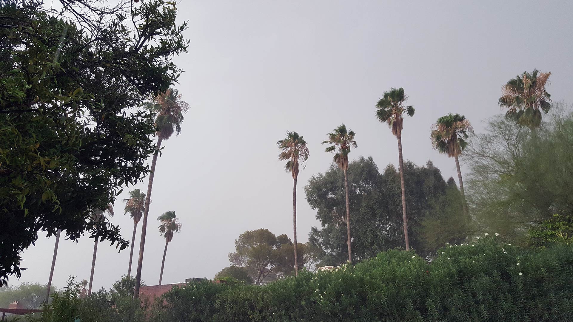 Strong winds from an afternoon storm affect some palm trees in midtown Tucson. 