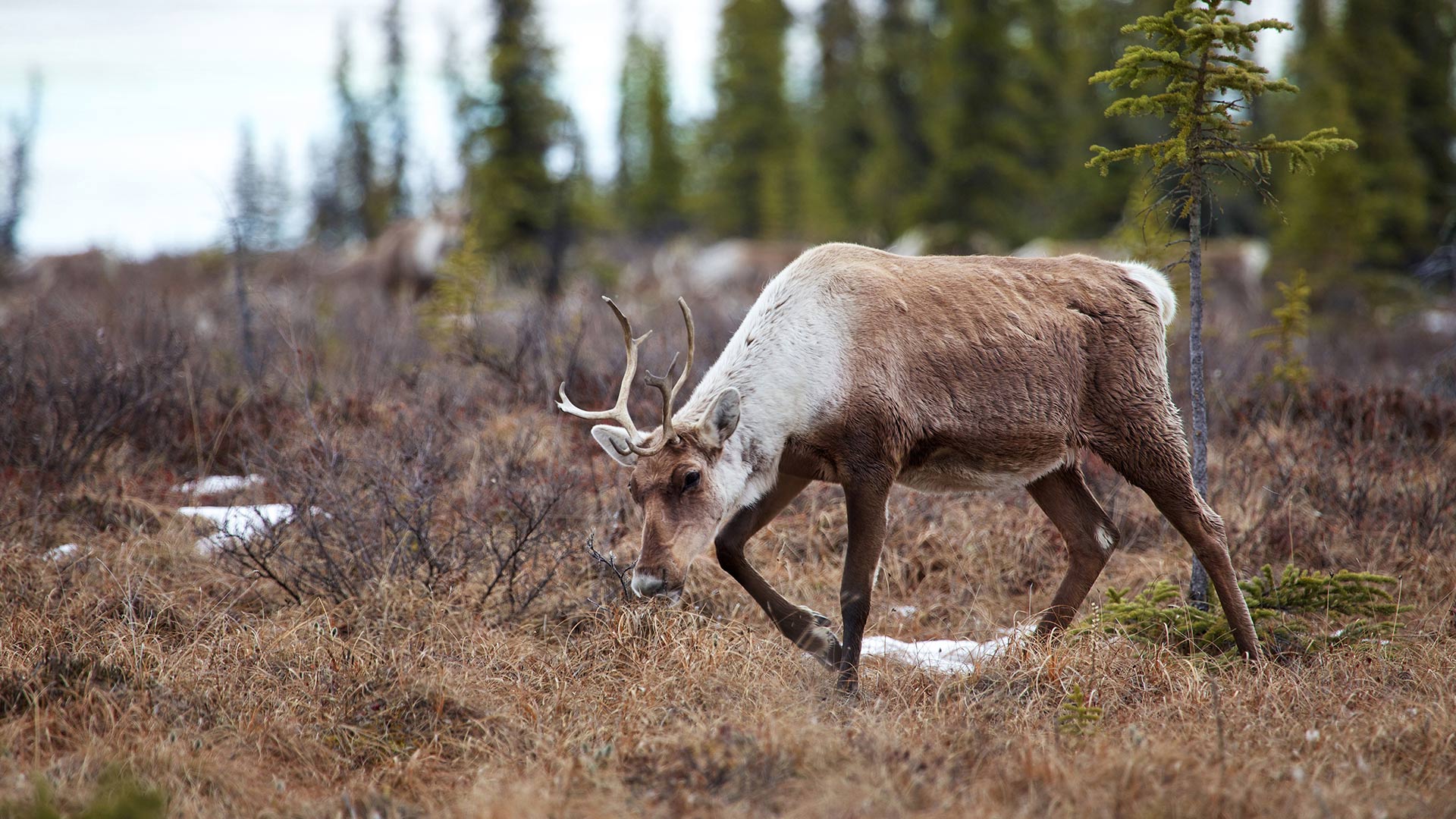 A female caribou moving through Ivvavik National Park in Canada on its spring migration