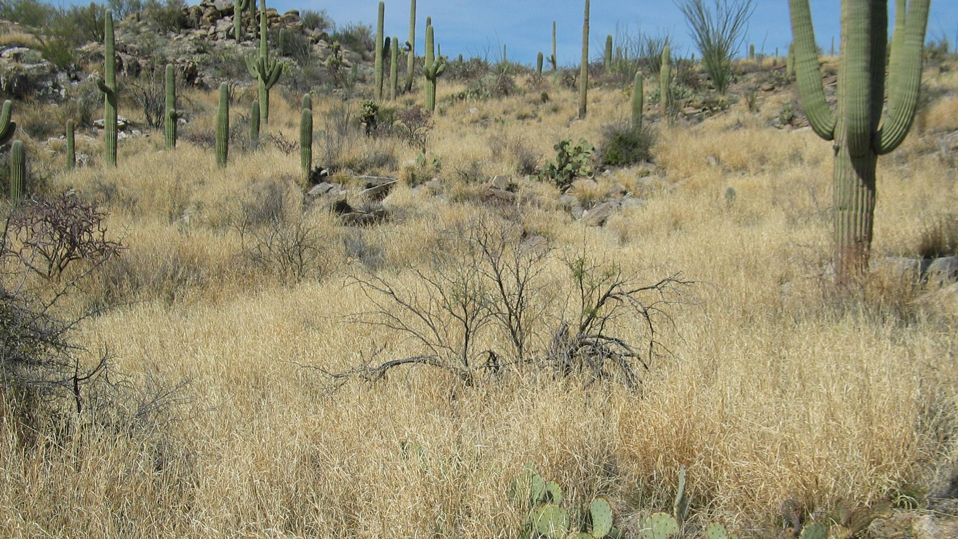 Dense buffelgrass crowds native vegetation in Saguaro National Park. 