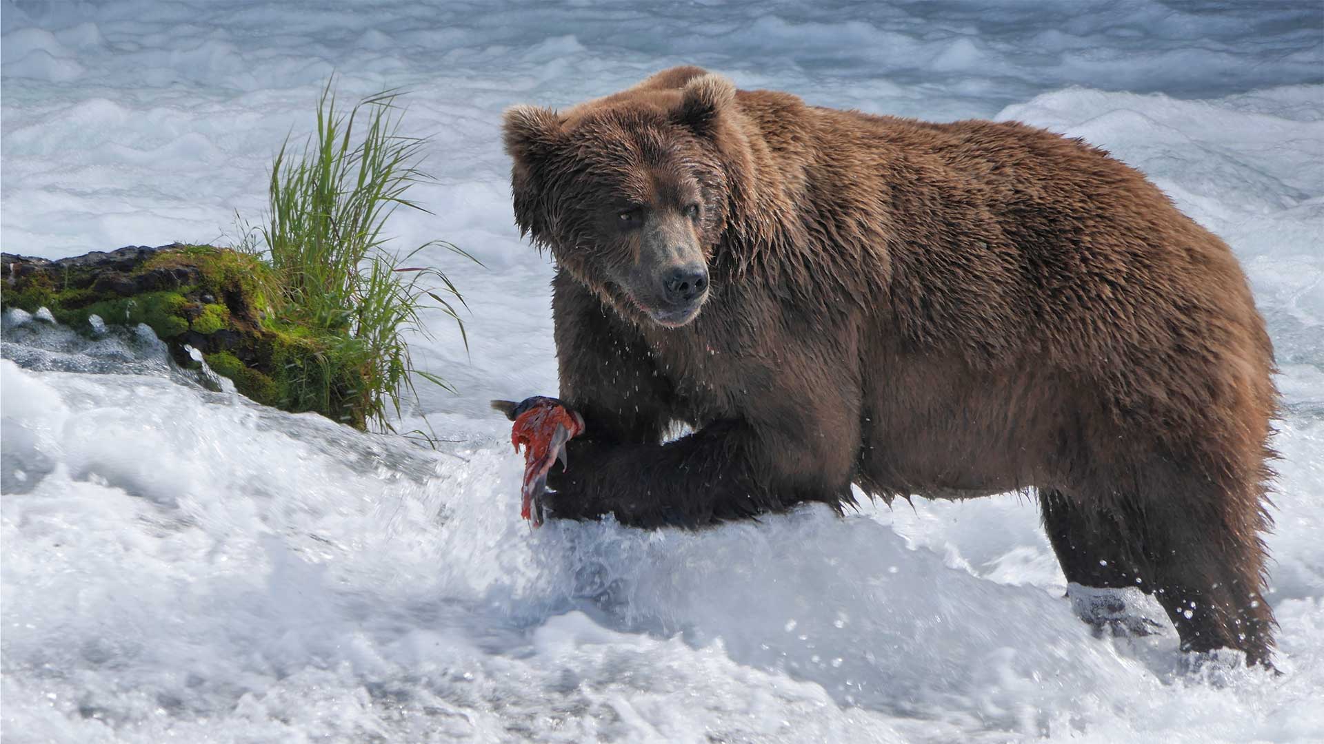Brown bear catching salmon in Brooks Falls Katmai National Park and Preserve, Alaska.
