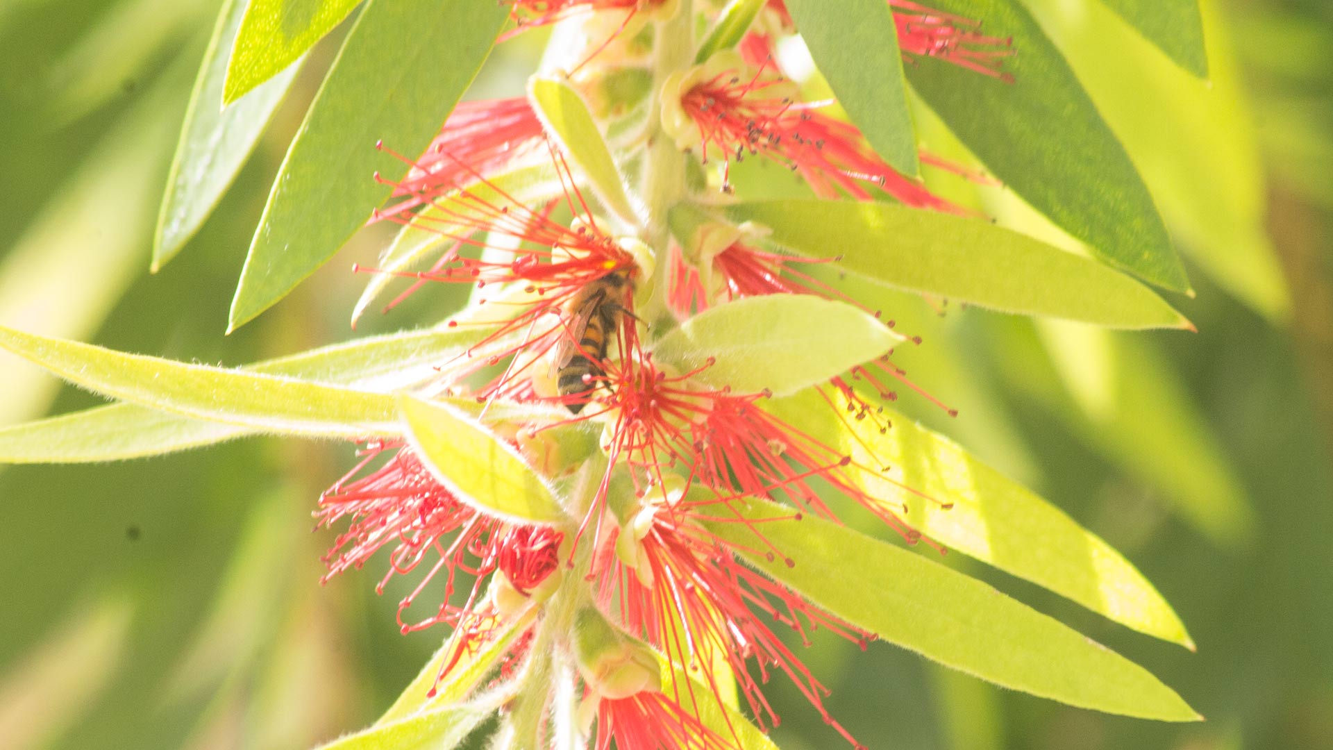 A bee feeds on pollen.