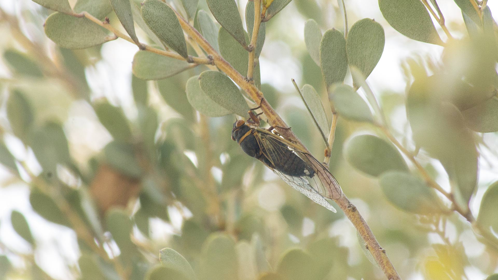 A cicada sits on a branch.