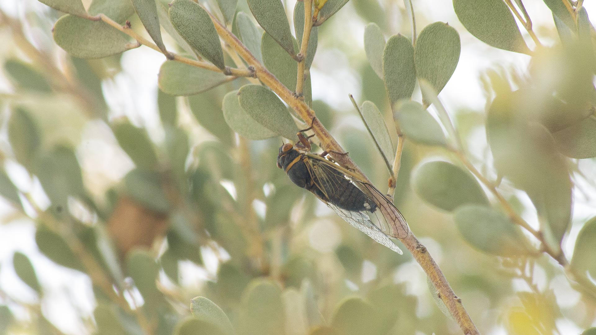 Cicada, Insect hero